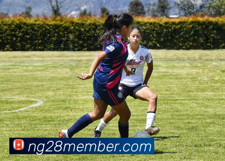 ng28平台生态图